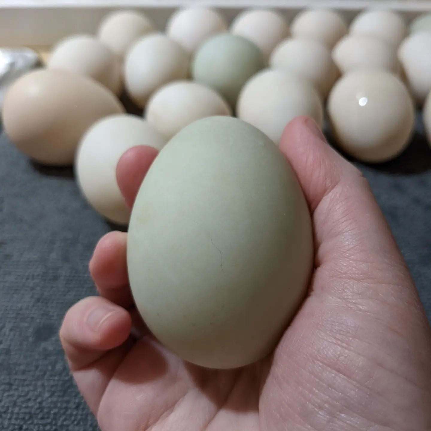 Fresh duck eggs.
