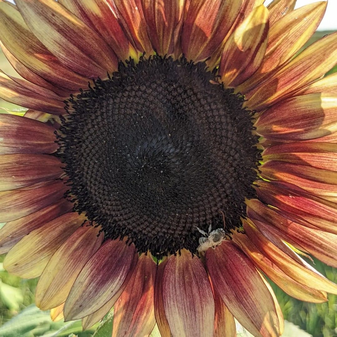 A bee walking on a blush sunflower.