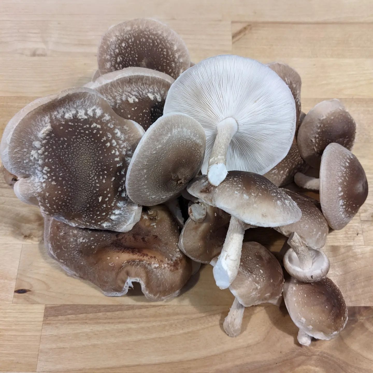A pile of fresh Shiitake mushrooms.