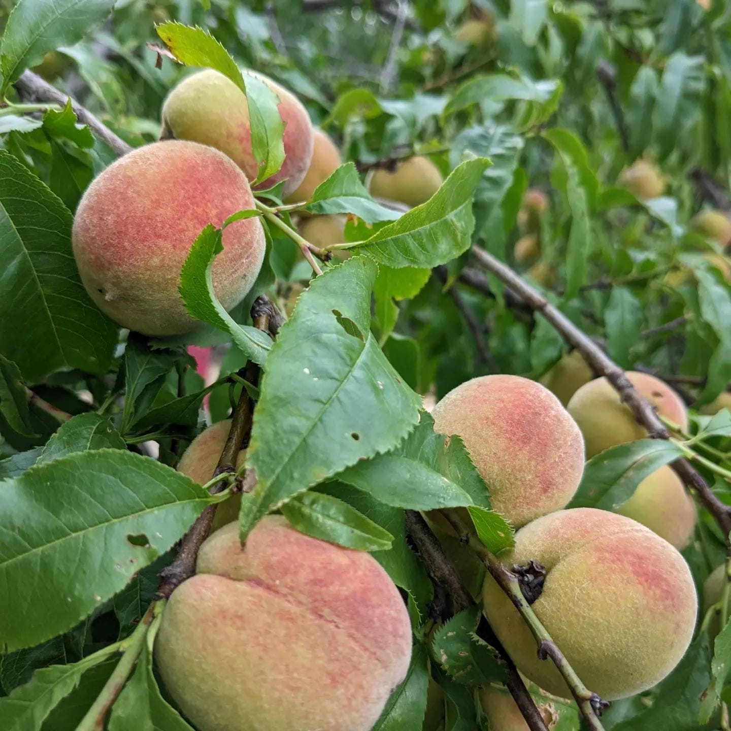 Peaches ripening on the branch.