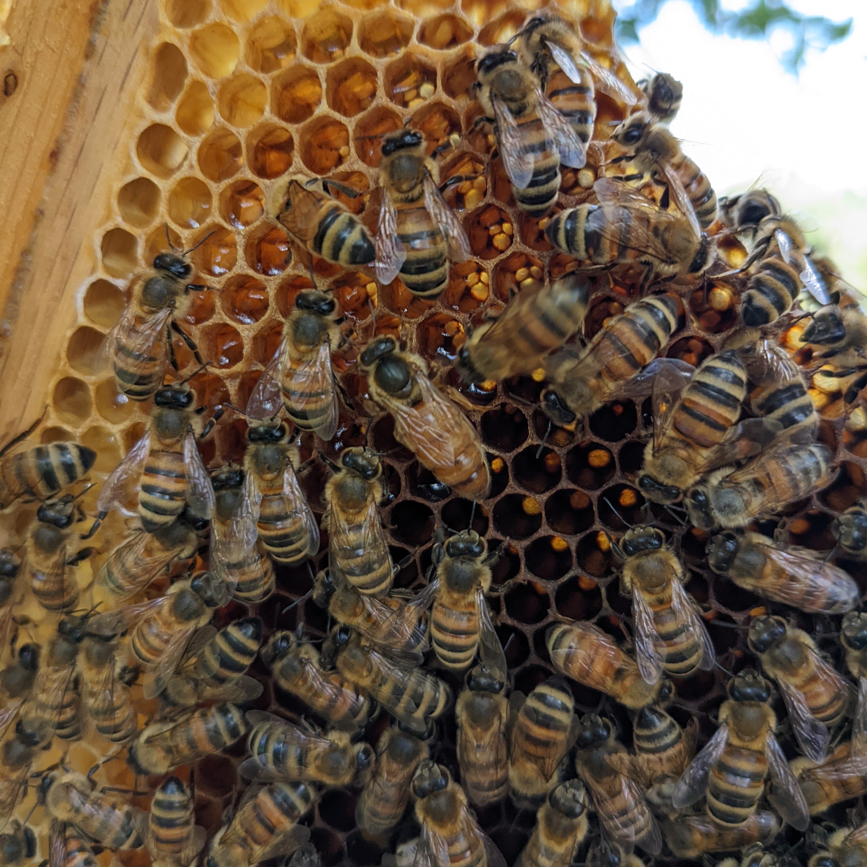 Honey bees on a comb, with a queen in the center.