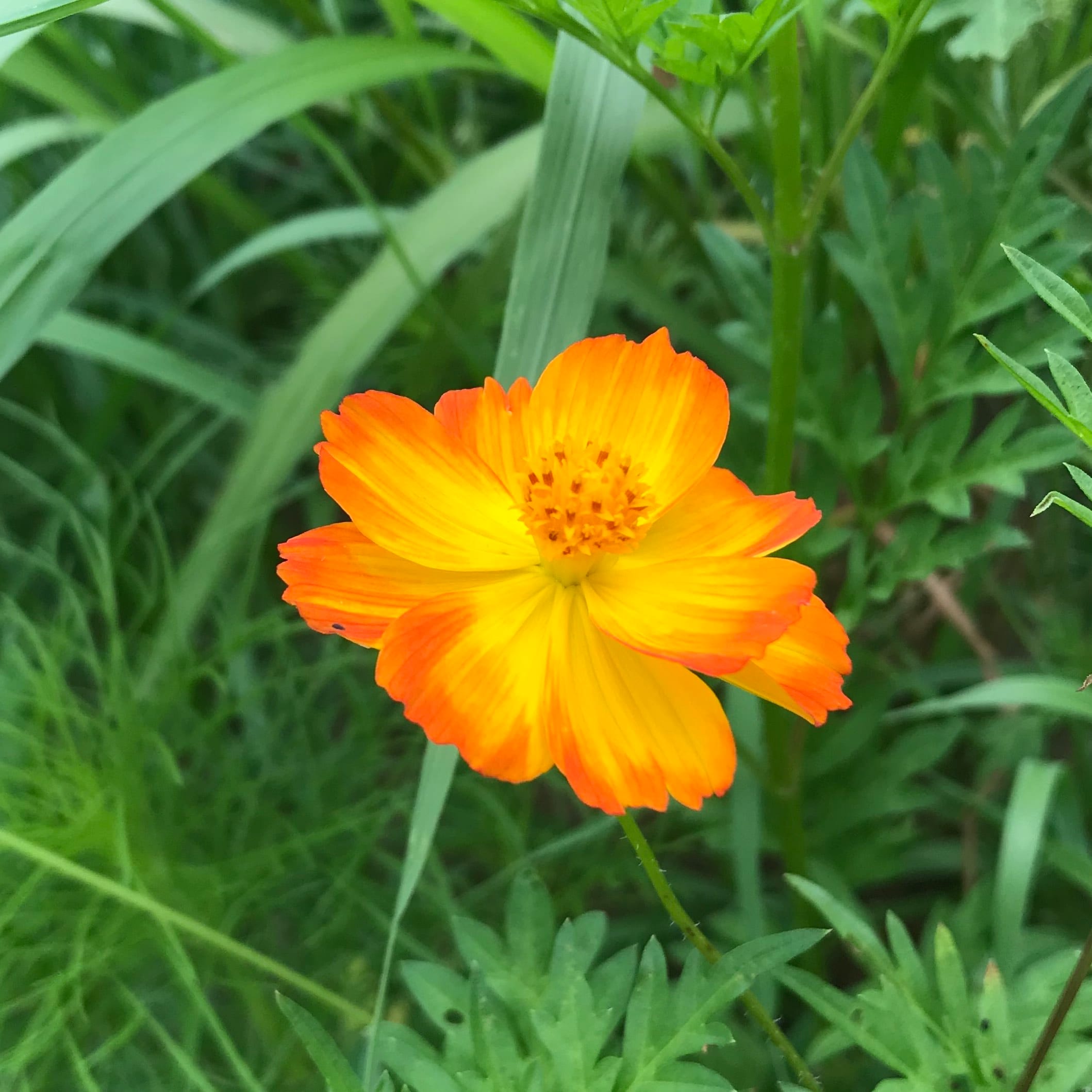 A single orange flower in a field.