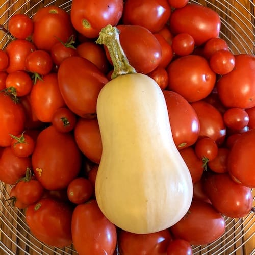 A butternut squash on a bed of roma tomatoes.