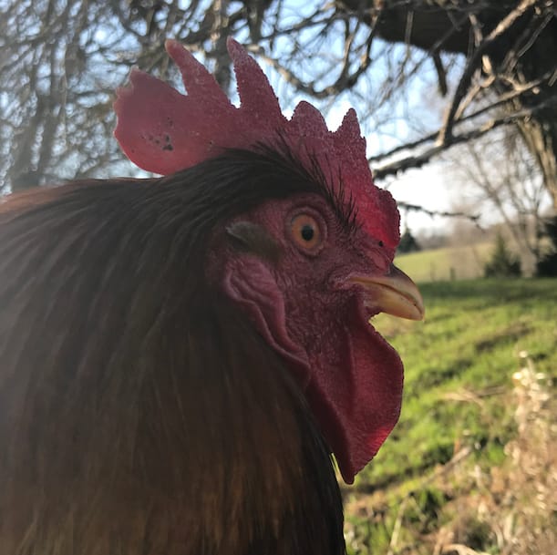 Closeup of a rooster's head.